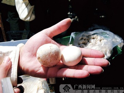 北京“漂白蘑菇”事件追蹤：小實驗為何引發(fā)大爭議