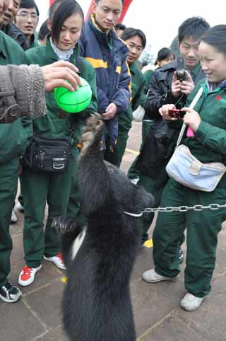 公交司機和動物交朋友 減壓力(圖)