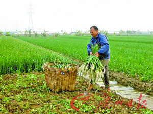 蒜價大跌菜農跟風蝕本 每畝虧損接近1000元(圖)
