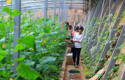 “農超對接”穩菜價(圖)