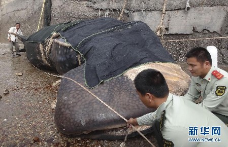 15噸重巨無霸鯨鯊誤入漁網窒息而死