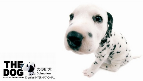動物小了才可愛！超級萌的小動物