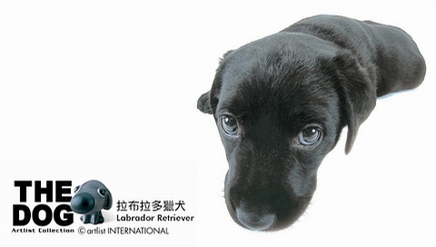 動(dòng)物小了才可愛！超級(jí)萌的小動(dòng)物