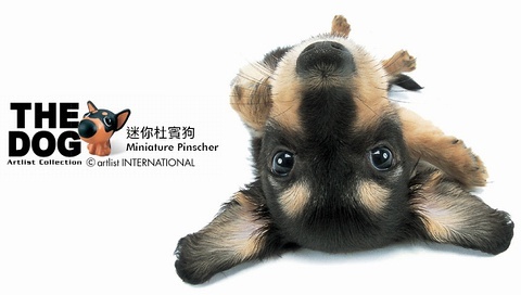 動(dòng)物小了才可愛(ài)！超級(jí)萌的小動(dòng)物