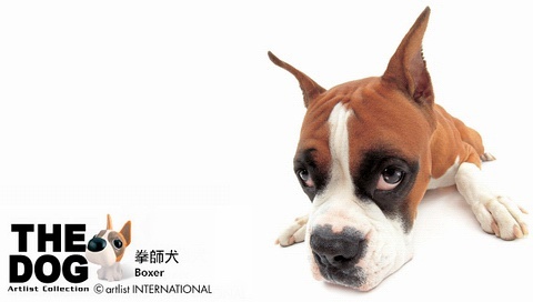 動(dòng)物小了才可愛！超級(jí)萌的小動(dòng)物