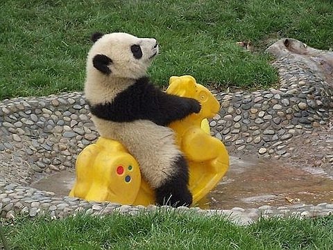 小動物最萌瞬間