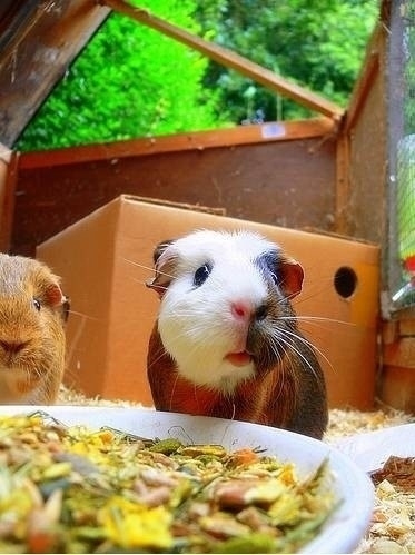 小動物最萌瞬間