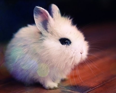 小動物最萌瞬間