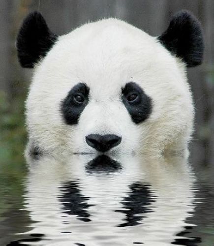 開心一笑！各種各樣的熊貓囧照