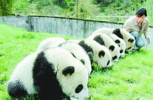 開心一笑！各種各樣的熊貓囧照