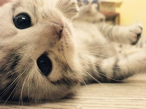 萌貓盤點 觸動你的心