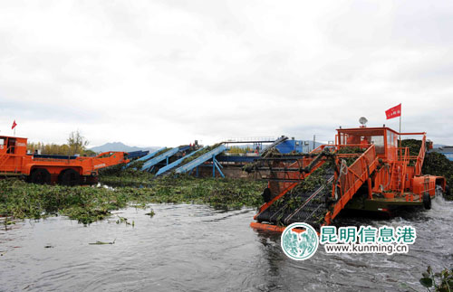 昆明草海水葫蘆采收完成90% 2月8日前全面結束