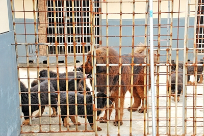 野覓食闖進(jìn)藏獒基地 護(hù)崽藏獒咬死入侵者