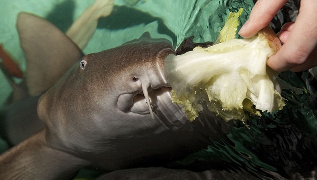手術后遺癥？世界上第一條素食鯊魚愛吃芹菜