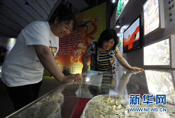 遼寧恐龍?zhí)卣梗汗?個(gè)屬種的大型恐龍化石
