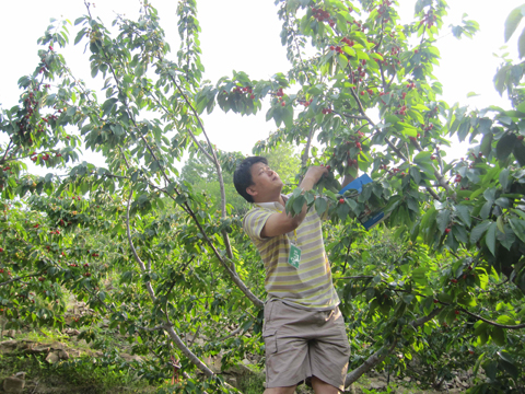 煙臺(tái)牟平王格莊鎮(zhèn)櫻桃采摘節(jié)開(kāi)幕（組圖）
