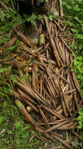 民間野考隊(duì)稱發(fā)現(xiàn)神農(nóng)架野人活動(dòng)新證據(jù)