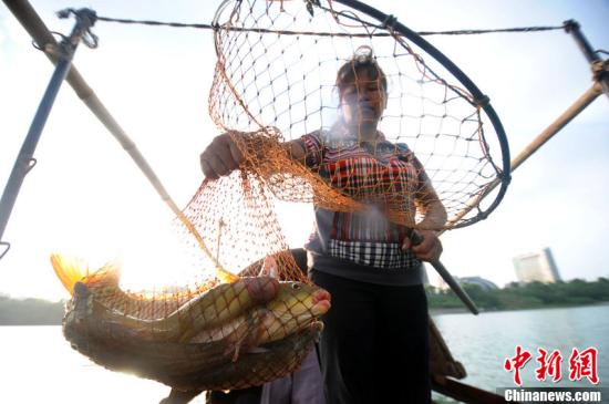 廣西食人魚傷人引發關注 民眾擔憂外來物種入侵
