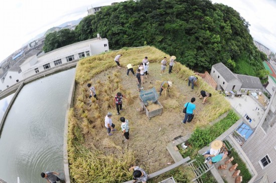 浙江溫嶺農民在房頂種水稻
