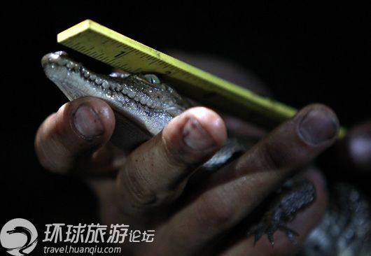 揭美國核電站鱷魚成群之謎