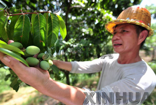 福建閩侯：橄欖大豐收 果農卻發愁
