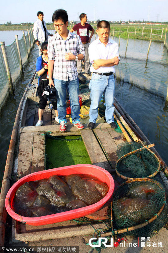 浙江一魚塘出現不明水生物(高清組圖)