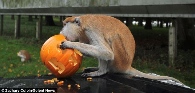 滑稽！英動物園猴子戴萬圣節面具嚇同伴(組圖)