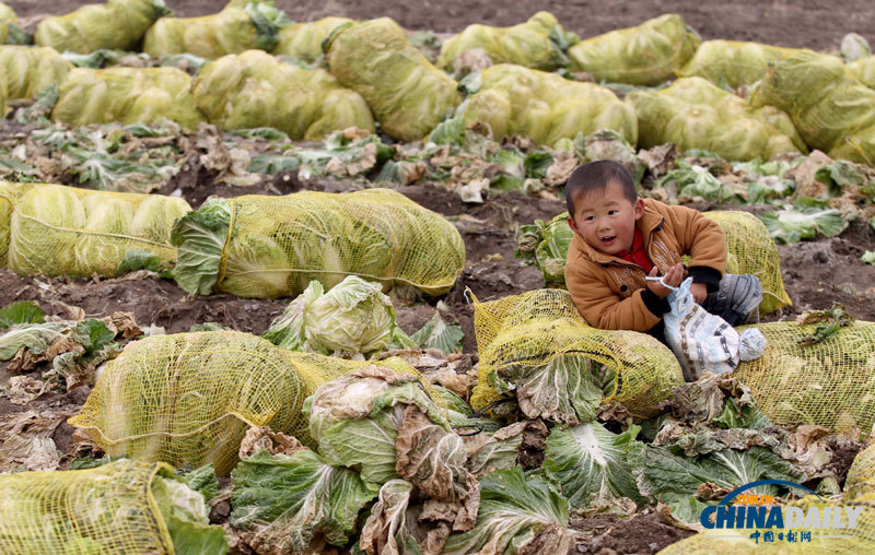直擊青島多地大白菜滯銷 愛(ài)心企業(yè)助推銷售渠道