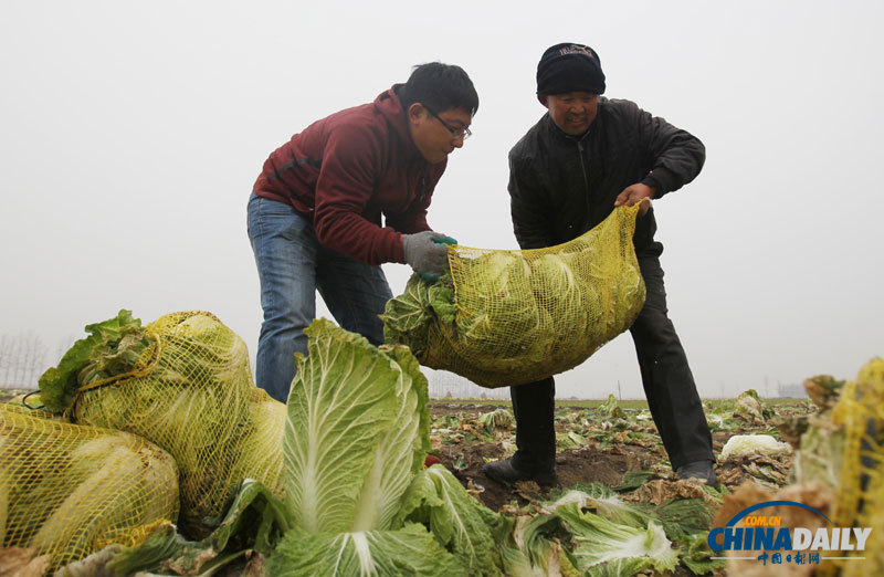 直擊青島多地大白菜滯銷 愛心企業(yè)助推銷售渠道
