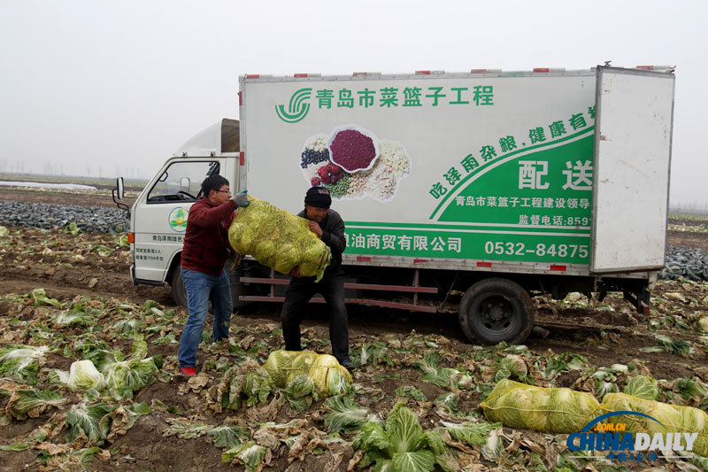 直擊青島多地大白菜滯銷 愛心企業(yè)助推銷售渠道