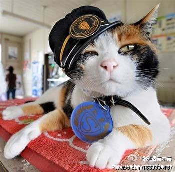 母貓