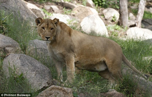 動物園母獅一次產下8只幼崽 刷新世界紀錄