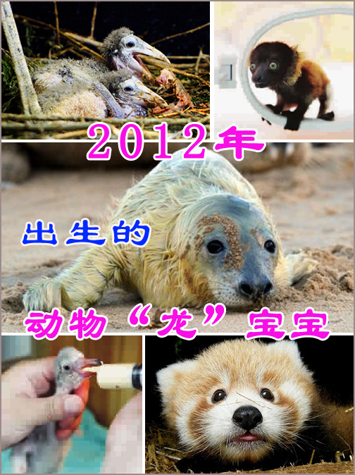 年終盤(pán)點(diǎn)：2012年出生的動(dòng)物