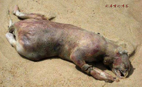 臺(tái)灣外星人疑造假 圖揭歷年神秘生物騙局