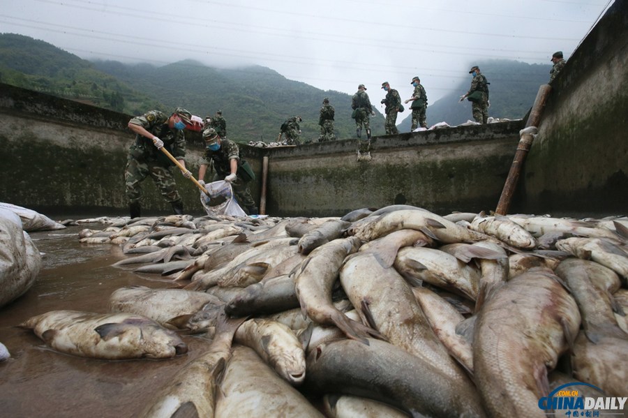 蘆山縣清仁鄉養殖基地十余噸魚死亡