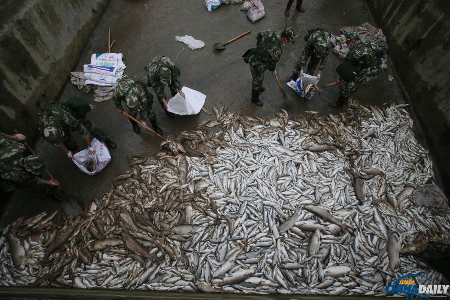 蘆山縣清仁鄉(xiāng)養(yǎng)殖基地十余噸魚(yú)死亡