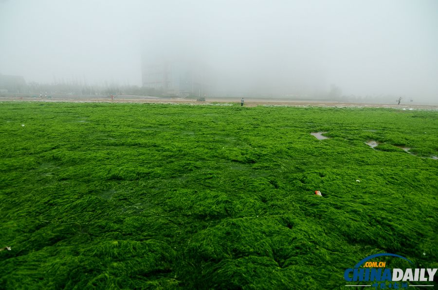 一起去青島看草原！滸苔入侵海水浴場沙灘變草原