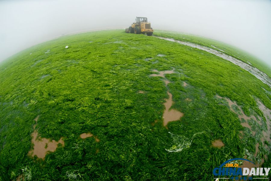 一起去青島看草原！滸苔入侵海水浴場沙灘變草原