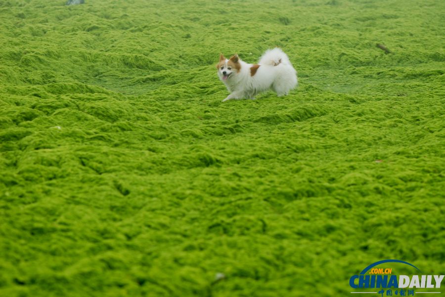 一起去青島看草原！滸苔入侵海水浴場沙灘變草原