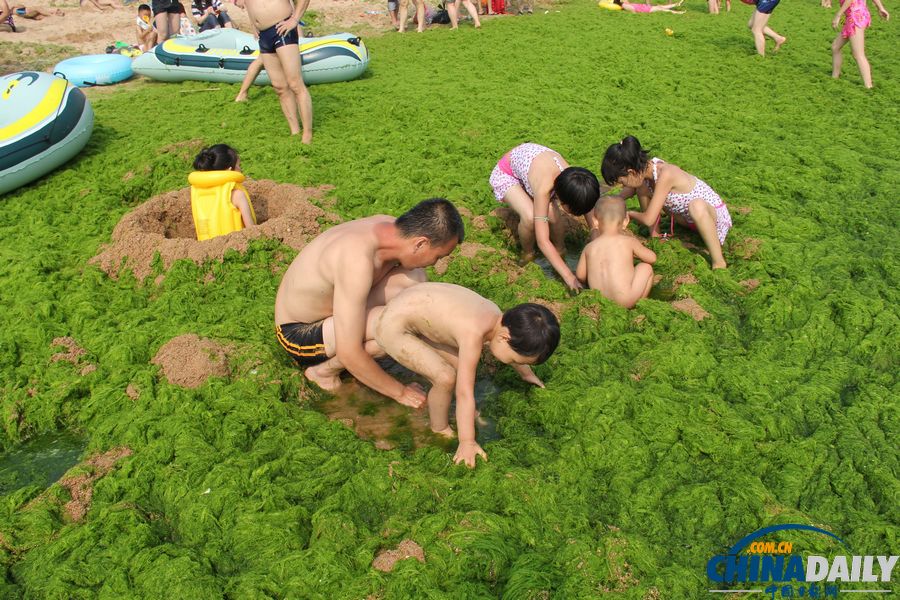 青島迎入夏最大規模滸苔登陸