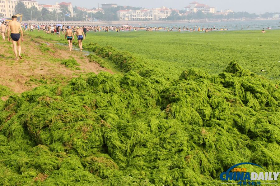 青島迎入夏最大規模滸苔登陸