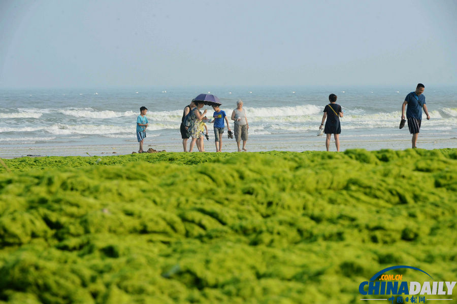 臺風“蘇力”助滸苔再擾青島
