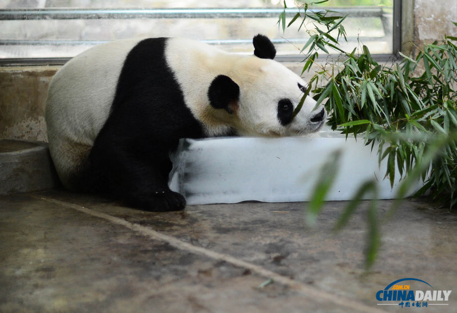 酷暑難耐 武漢大熊貓?zhí)杀禍? valign=