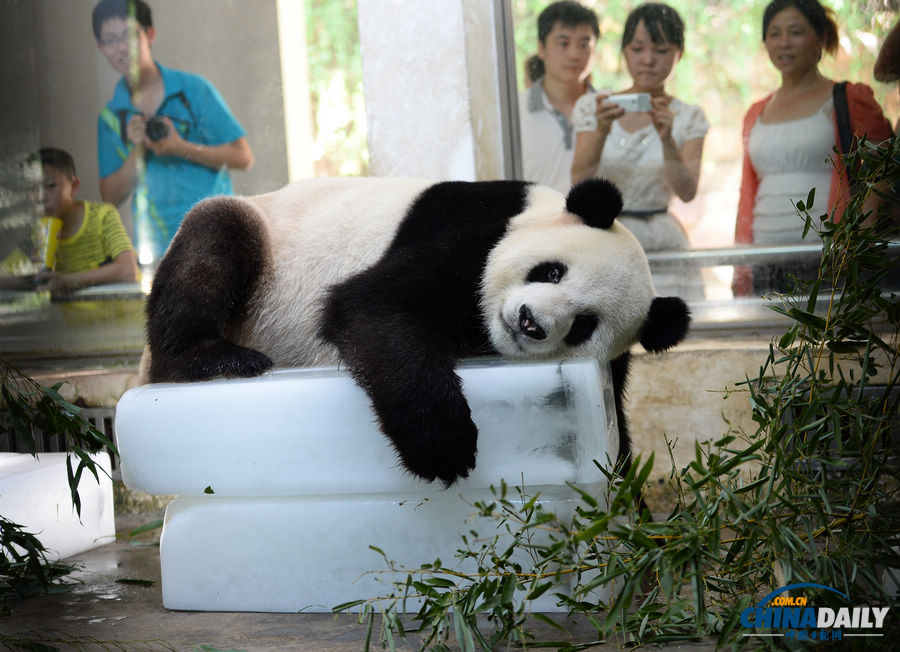 酷暑難耐 武漢大熊貓?zhí)杀禍? valign=