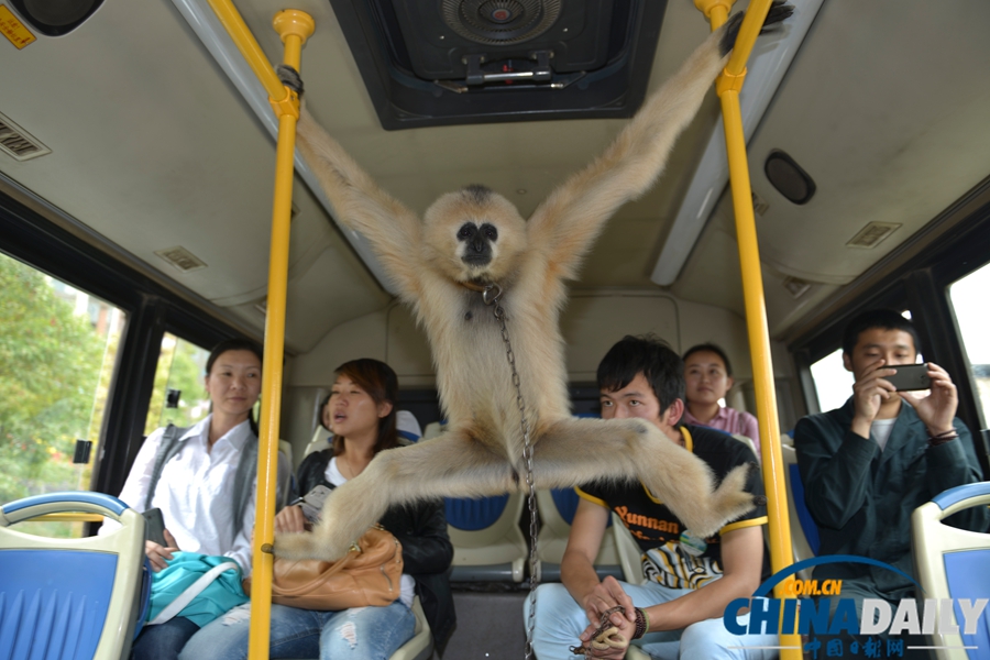 云南昆明：野生動(dòng)物園通公交 動(dòng)物乘車招人愛