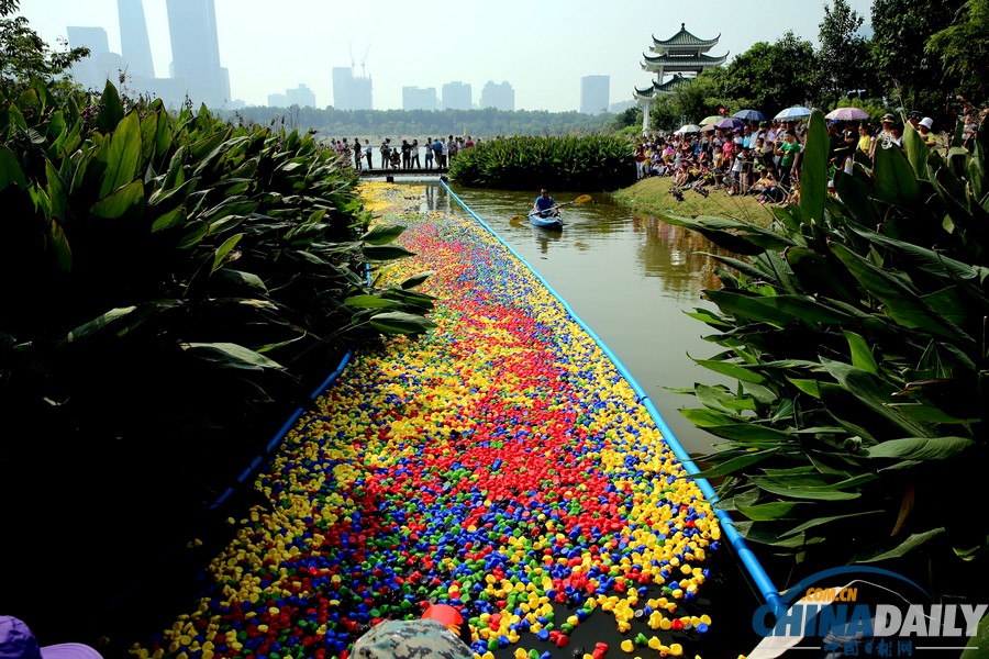 50000只五色小鴨深圳為愛漂流 壯觀場面引圍觀