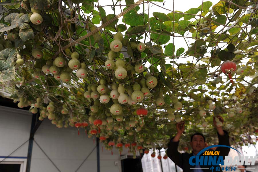 北京葫蘆藤結(jié)葫蘆超600個(gè) 欲申報(bào)吉尼斯紀(jì)錄