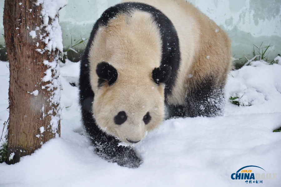 昆明連日降雪 大熊貓雪中撒歡