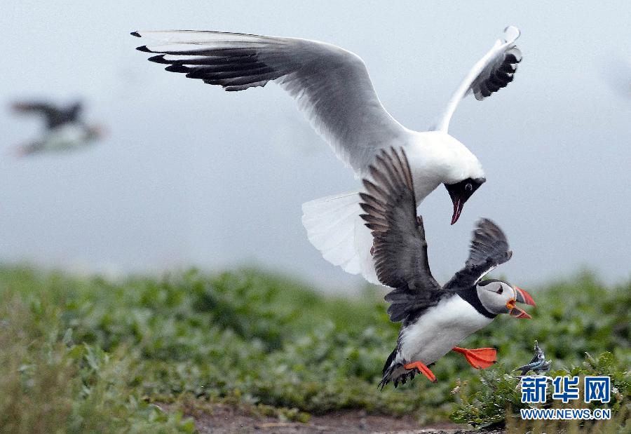2013動物狂想曲