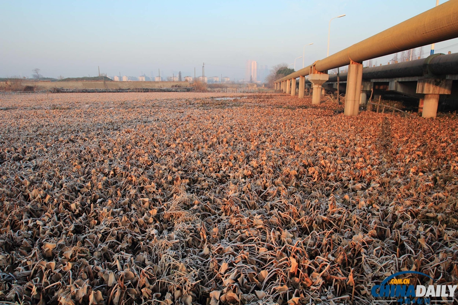 水葫蘆殘體飄蕩浙江紹興市區(qū)河道
